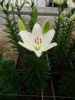 [5108 Scansano VH No01.JPG]